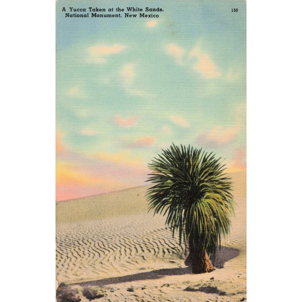 Vintage White Sands National Monument New Mexico Yucca Linen Postcard 150 - Picture 1 of 2